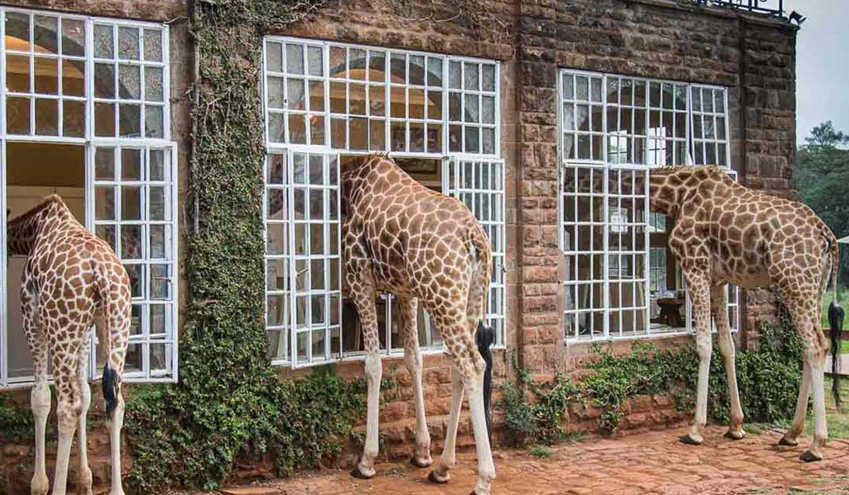 Three giraffes stand outside a brick building, leaning their heads through large windows as they look inside.