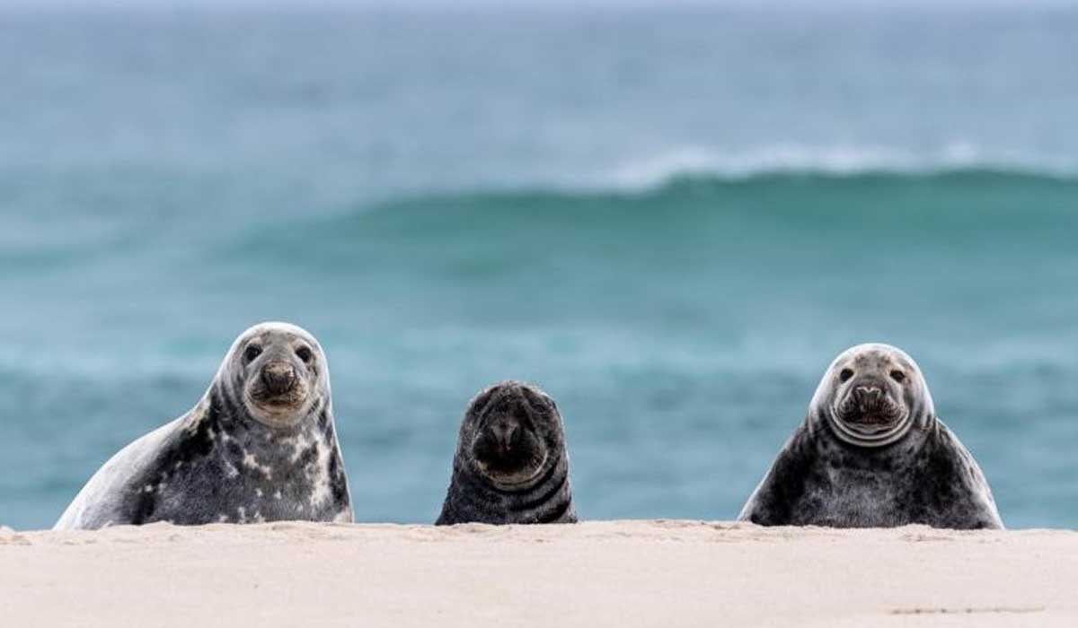 Three seals lay on a sandy beach with the ocean and waves in the background, facing the camera.